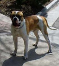 Duke3
