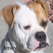 Jersey1